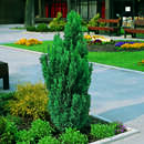 Chamaecyparis lawsoniana 'Ellwoodii' - Säulenzypresse