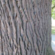 Quercus robur: Bild 6/8