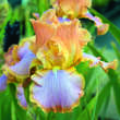 Iris germanica 'Afternoon Delight': Bild 1/2