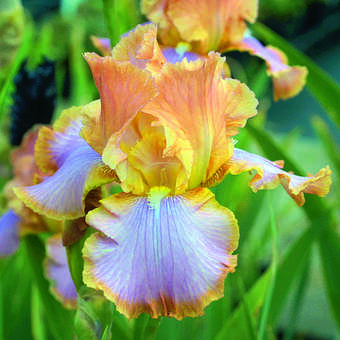 Iris germanica 'Afternoon Delight'
