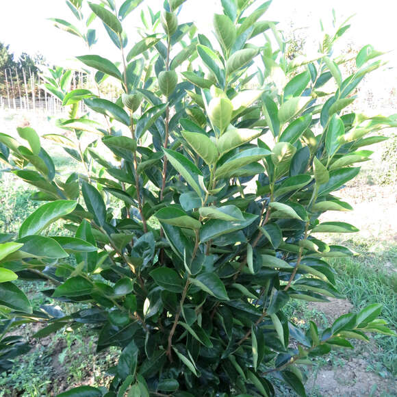 Diospyros kaki Fruchtsorte: Bild 5/5 Diospyros kaki Fruchtsorte: Bild 5/5