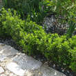 Euonymus japonicus 'Green Border': Bild 4/4