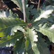 Quercus dentata 'Carl Ferris Miller': Bild 2/5