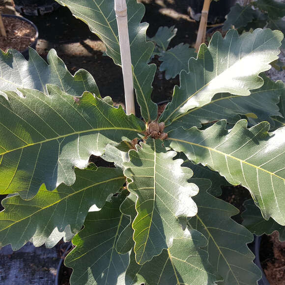 Quercus dentata 'Carl Ferris Miller': Bild 2/5 Quercus dentata 'Carl Ferris Miller': Bild 2/5