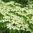 Cornus kousa chinensis: Bild 5/10