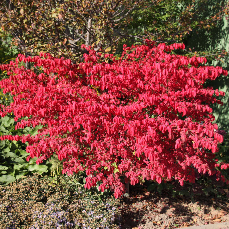 Korkflügel-Spindelstrauch - Euonymus alatus 'Rudy Haag'