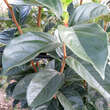 Diospyros kaki Fruchtsorte: Bild 3/5