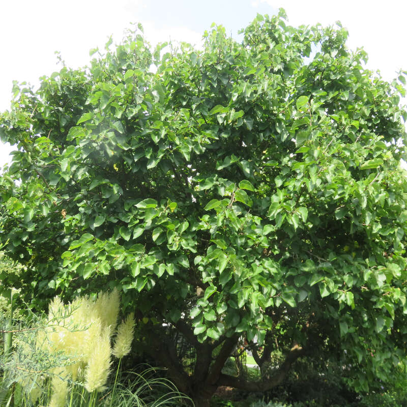 Schwarzer Maulbeerbaum Morus nigra
