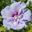 Hibiscus syriacus 'Blue Chiffon': Bild 2/2