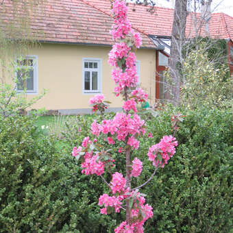Malus 'Maypole': Bild 7/7