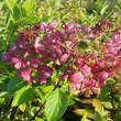 Hydrangea paniculata 'Diamant Rouge': Bild 2/3