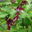 Leycesteria formosa: Bild 3/7