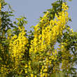 Laburnum watereri 'Vossii': Bild 3/5