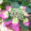 Hydrangea serrata 'Cotton Candy': Bild 3/3