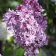 Syringa vulg. 'Reve Bleu': Bild 2/5