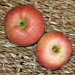 Malus domestica 'Berlepsch Gold Renette': Bild 3/3