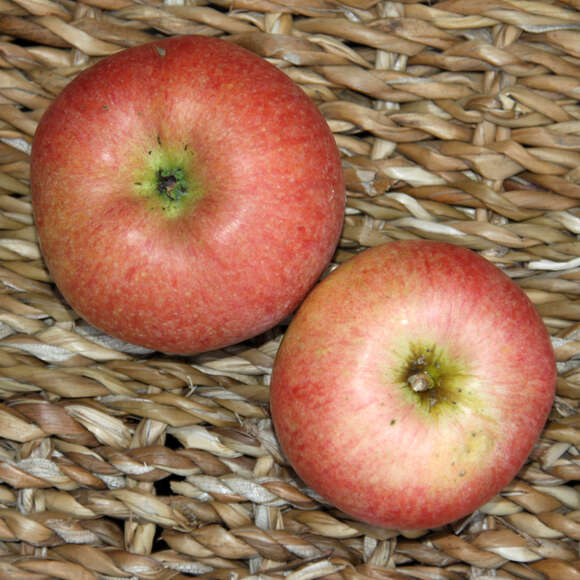 Malus domestica 'Berlepsch Gold Renette': Bild 3/3