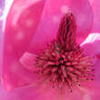 Magnolia 'Black Tulip': Bild 4/6