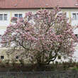 Magnolia soulangeana: Bild 9/10