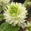 Fothergilla major: Bild 4/8