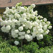 Viburnum macrocephalum 'Happy Fortuna': Bild 3/3