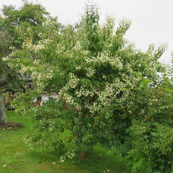 Heptacodium miconioides: Bild 11/12
