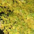 Acer saccharinum 'Laciniatum Wieri': Bild 5/7