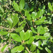 Quercus phillyreoides: Bild 2/4