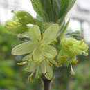 Lonicera caerulea kamtschatica 'Blue Velvet' - Lenzbeere, Blaue Heckenkirsche