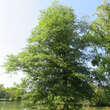 Quercus palustris: Bild 3/4