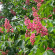 Aesculus carnea 'Briotii': Bild 4/6