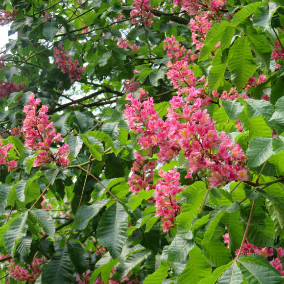 Aesculus carnea 'Briotii': Bild 3/6 Aesculus carnea 'Briotii': Bild 3/6