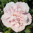 Hibiscus syriacus 'Pink Chiffon': Bild 3/3