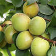 Prunus armeniaca 'Schafbergmarille': Bild 2/2