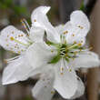 Prunus domestica 'Cacaks Frühe': Bild 2/2