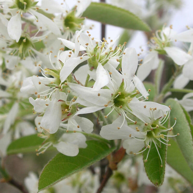 SäulenFelsenbirne Amelanchier alnifolia 'Obelisk' weiß