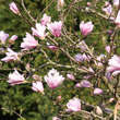 Magnolia stellata keiskei: Bild 6/9