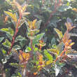 Physocarpus opulifolius 'Tiny Wine': Bild 2/3