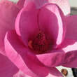 Magnolia 'Black Tulip': Bild 2/6