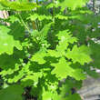 Quercus robur 'Fastigiata': Bild 2/4