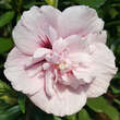 Hibiscus syriacus 'Pink Chiffon': Bild 2/3
