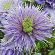 Clematis 'Multi Blue': Bild 7/7