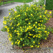 Potentilla fruticosa 'Goldfinger': Bild 5/6