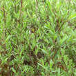 Salix purpurea 'Nana': Bild 2/2