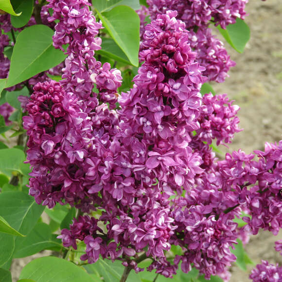 Syringa vulgaris 'Charles Joly': Bild 3/6