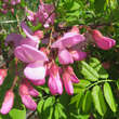 Robinia hispida 'Macrophylla': Bild 3/4
