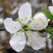 Prunus dom. 'Große grüne Ringlotte': Bild 2/2