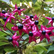 Clerodendrum trichotomum: Bild 3/3