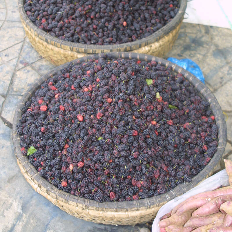 Weißer Maulbeerbaum - Morus alba