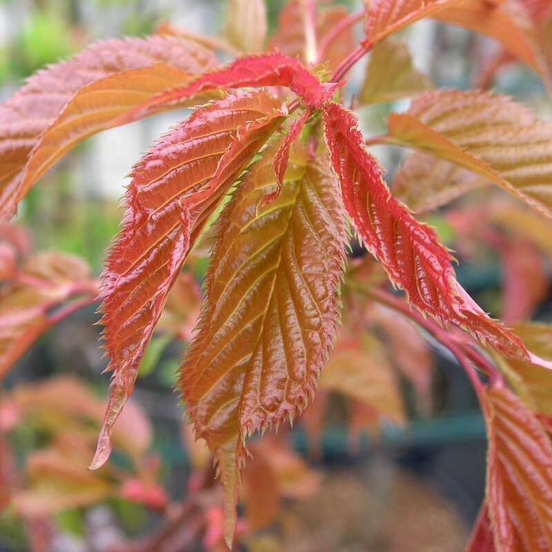 Zierkirsche - Prunus 'Collingwood Ingram' - rosa